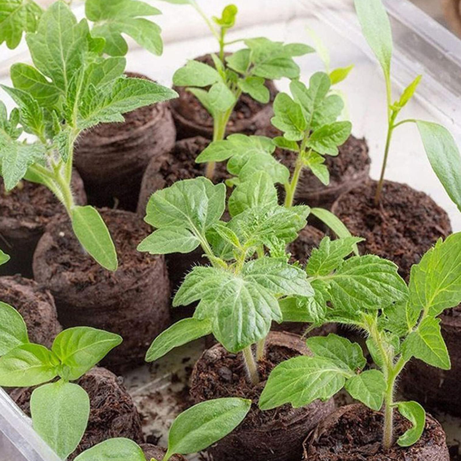 Peat Pellet Tray - 100 قطعة من أقراص التربة المضغوطة