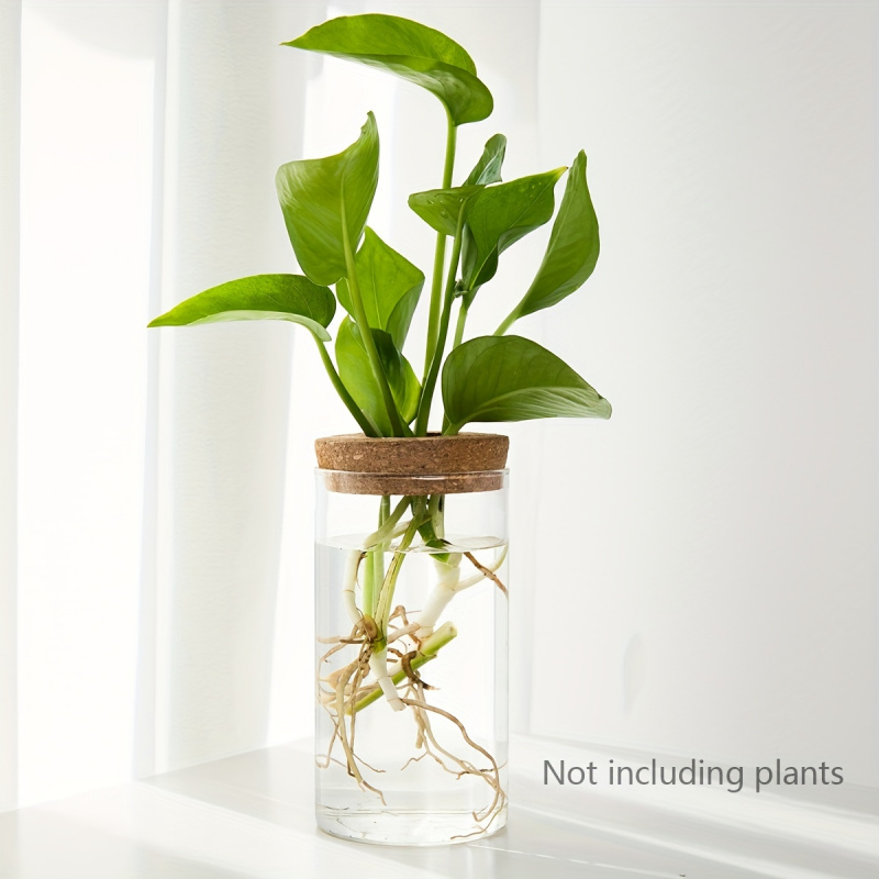 فازة نباتات الزراعة المائية لل - مراجعة Propagation Station Vase وسعره