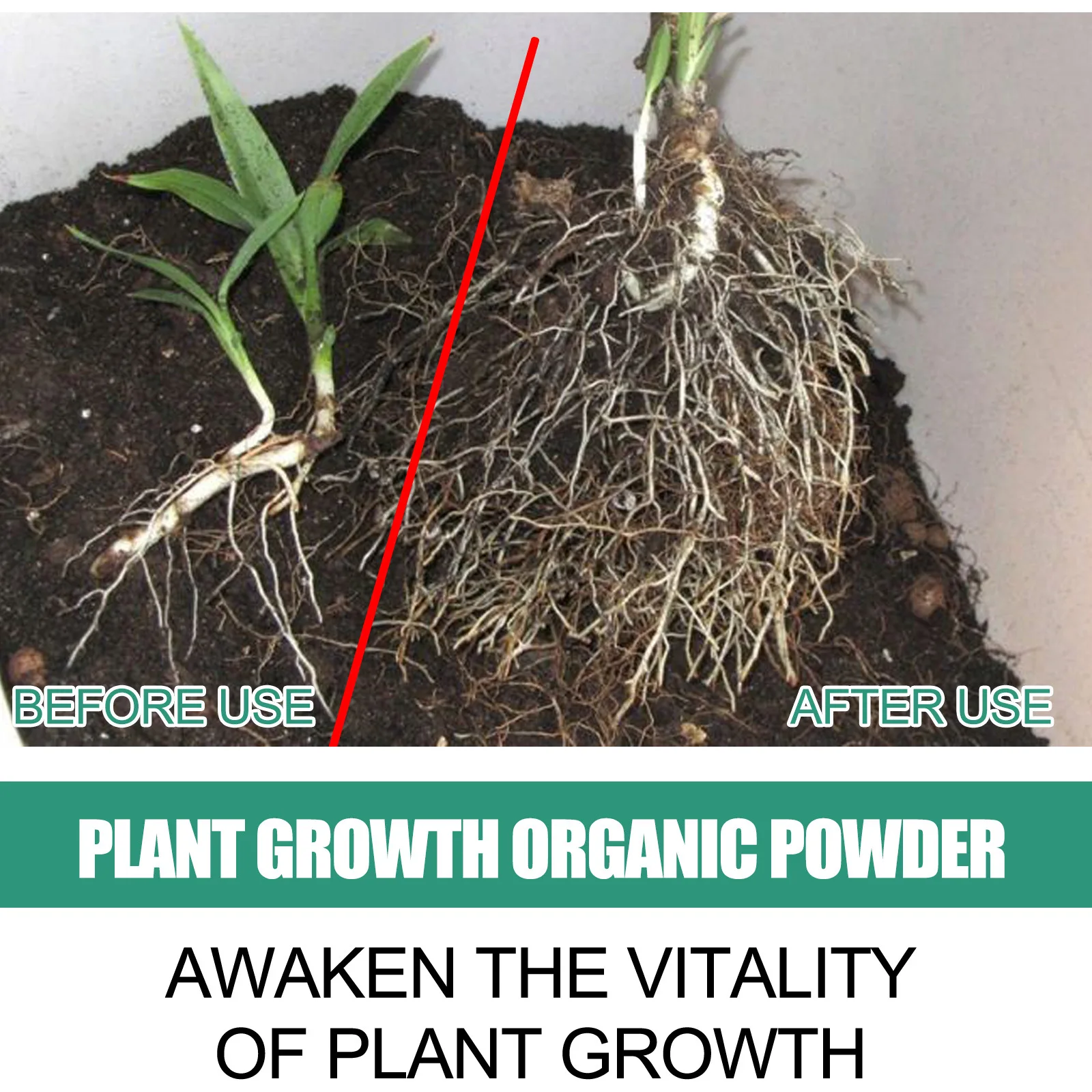 مسحوق تأصيل سريع لتحسين التربة - مراجعة Rooting Hormone Powder وسعره