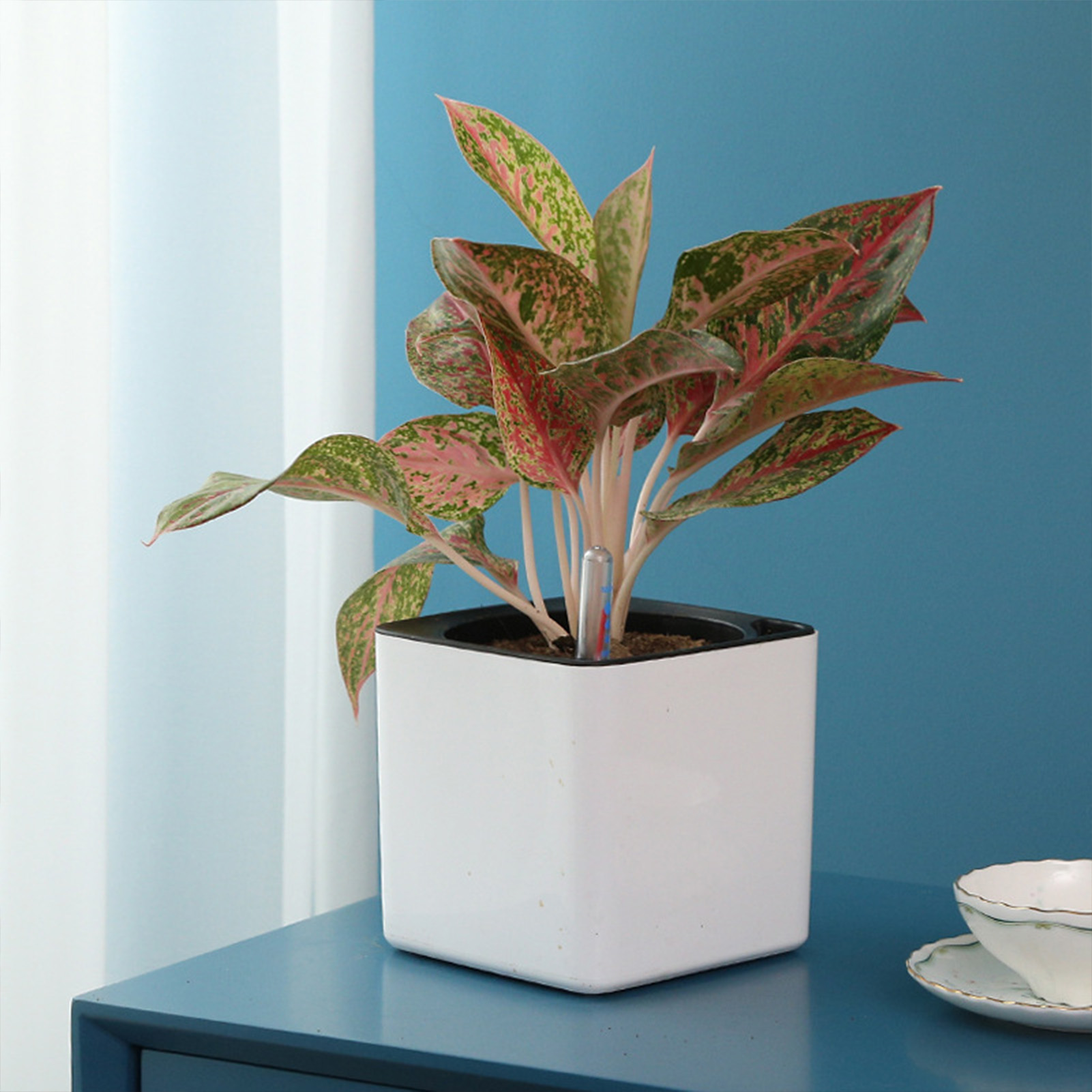 3 حجم أصيص زهور كسول نباتات خض - مراجعة Self Watering Insert وسعره