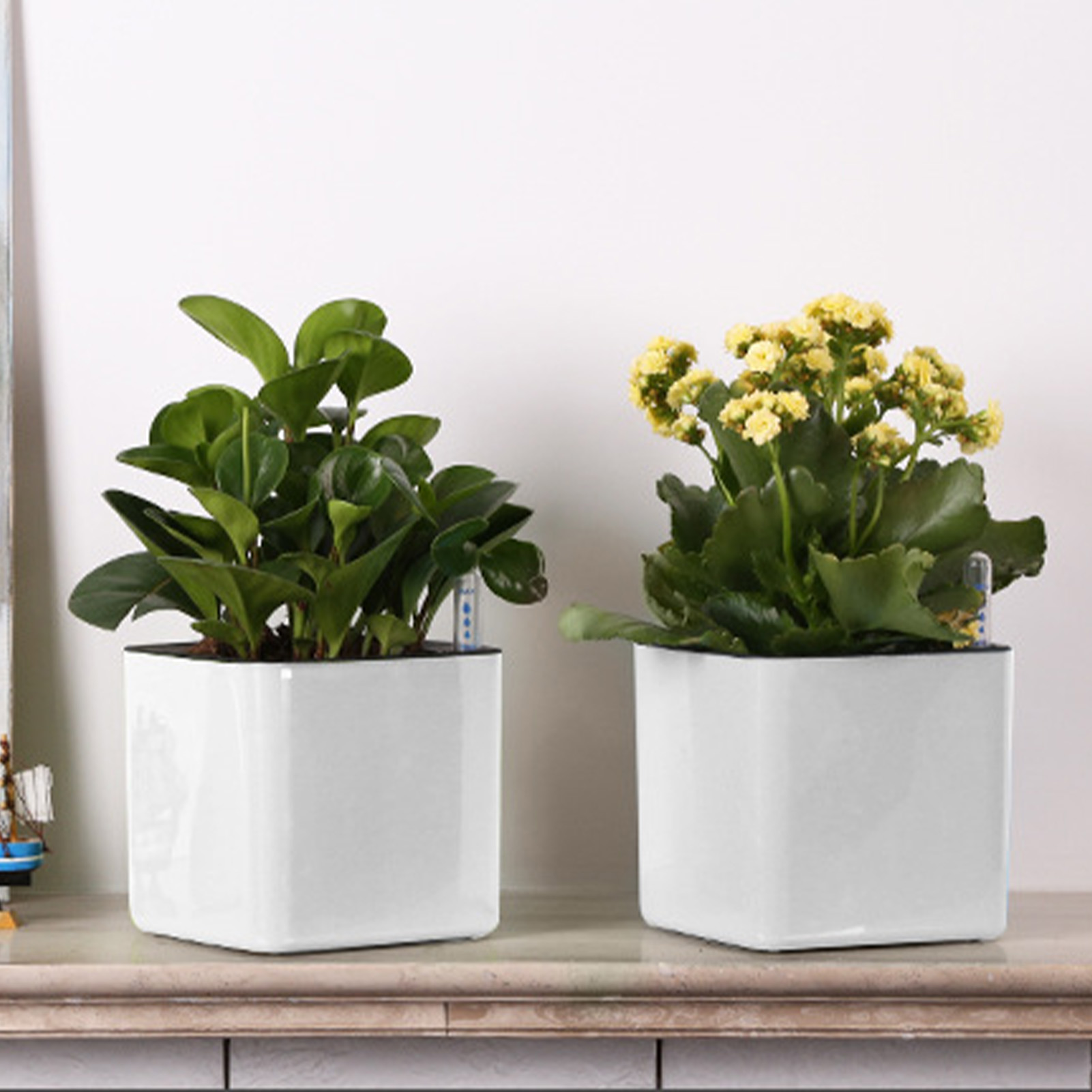 وعاء نباتات ذاتي الري مع مؤشر  - مراجعة Self Watering Insert وسعره