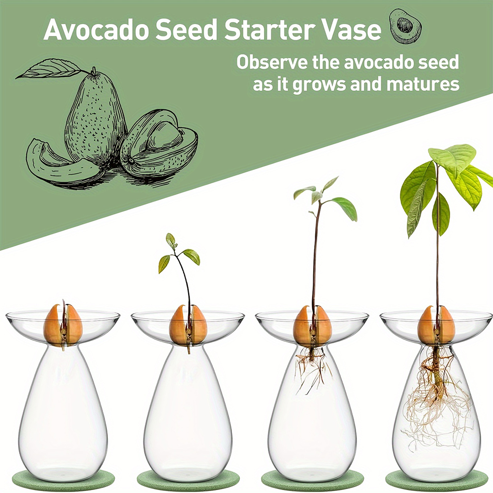 مزهرية زجاجية شفافة لبدء زراعة - مراجعة Propagation Station Vase وسعره